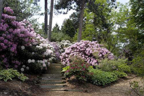 RhododendronCollection5.jpg