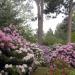 RhododendronCollection4.jpg
