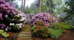 image of Bowers Rhododendron Collection