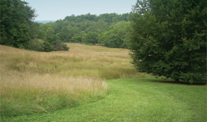 Newman Meadow in the F.R. Newman Arboretum
